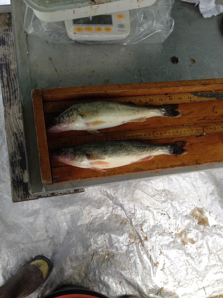 35 One more interesting side note from 2016 netting Fish collection for Finger Lakes