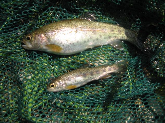 Cold Brook Rainbow trout production