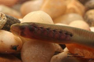 Lampreys Reproduction semelparous males build nest eggs hatch after 12-14 days and ammocoete emerges ammocoete burrows into mud or silt in