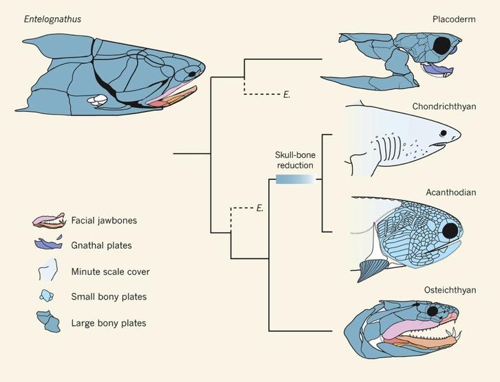Previously thought that a shark like ancestor gave rise to all jawed vertebrates but