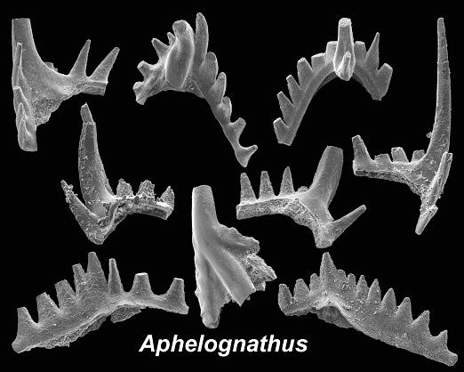 Conodonts 600 200 mybp elements were abundant in fossil beds Not until