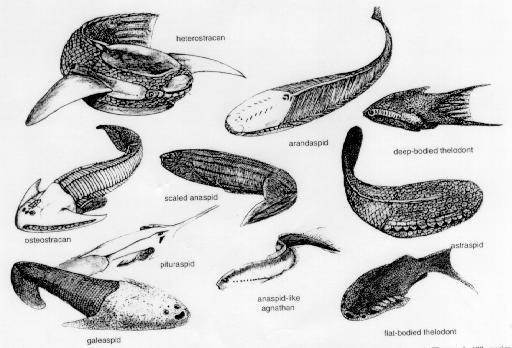Agnatha Ostracoderms Name means shell-skinned referring to bony shield that covered