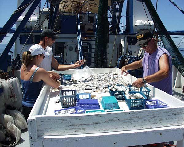 Longline Survey, and Reeffish Survey in the Gulf of Mexico Commission manages SEAMAP data