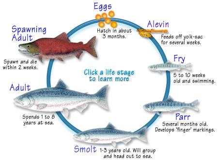 Definitions of Salmonid Clans Evolutionarily Significant Unit (ESU) Definition