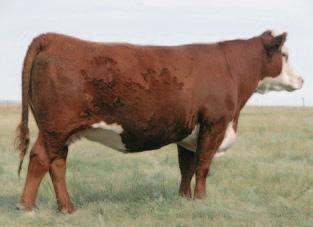 13 $27 4216 is a powerful L18 daughter we feel is one of the best cows in the breed. This sale will carry a lot of her influence. She is the dam of Bandido, Tailor Made and 6076.