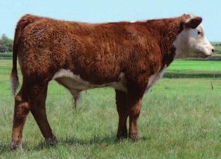 Her two natural calves averaged 111 WR and had birth weights of 86 lbs. and 72 lbs. This is a great opportunity to purchase one of the breed s best. She sells open and ready to flush.