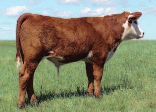 16 $30 7044 is a beautiful donor cow by the powerful KO herd bull and our donor cow, 2424.