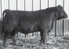 SimAngus Bred Heifers Bred Replacement Females The selection for the bred females in our sale has changed immensely over the past 5 years.