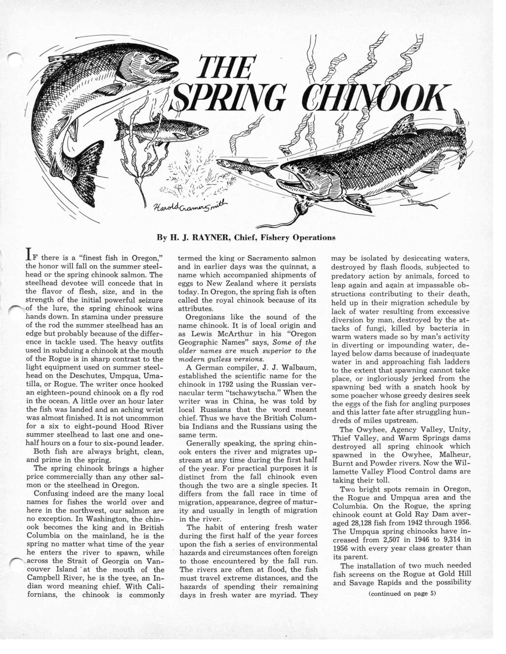 By H. J. RAYNER, Chief, Fishery Operations IF there is a "finest fish in Oregon," the honor will fall on the summer steelhead or the spring chinook salmon.