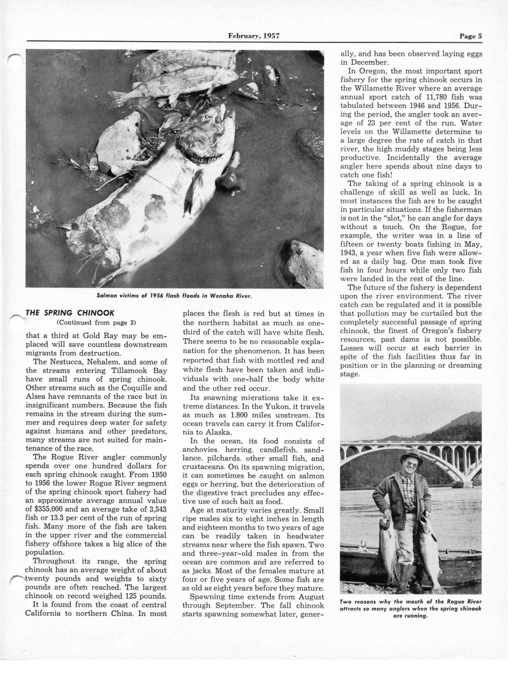February, 1957 Page 5 THE SPRING CHINOOK (Continued from page 3) that a third at Gold Ray may be emplaced will save countless downstream migrants from destruction. The Nestucca, Nehalem.