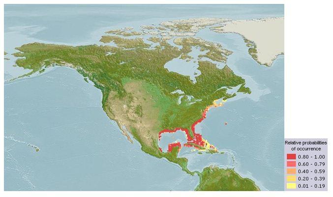 Figure 1. Geographic distribution of king mackerel (www.aquamaps.org).