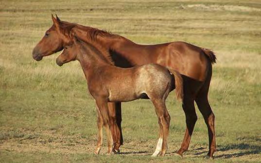 barrel racers! The sky is the limit with running blood on both top and bottom of her pedigree. This mare s fi rst foal.