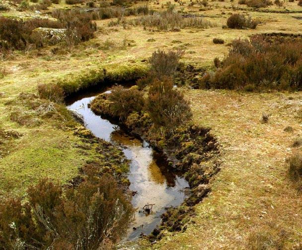 au/protectsnowies Email your submission on the plan to kosciuszko. wildhorseplan@environment.nsw.gov.