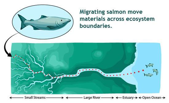 Marine-derived Nutrients: Ecosystem Needs Many stream ecosystems throughout northeastern North America are nutrient limited Allochthonous nutrient and carbon