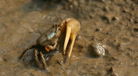 Crab (Callinectes