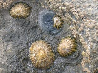 ON THE ROCKS: Limpets Barnacles Limpets are recognisable by their cone shaped shells, which are like a china man s hat.