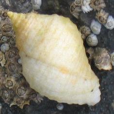 Dog whelk The dog whelk is a common sea snail.