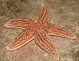 Unlike prawns and shrimp, crabs can survive out of the water for short periods. Starfish Starfish suck!