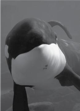 Unit Unit 18 MARINE MAMMAL ISSUE CARDS Orcas Keiko s World By WYLAND When it comes to chemical pollution, the bigger the animal, the bigger the problem.
