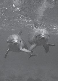 Unit Unit 18 MARINE MAMMAL ISSUE CARDS Bottlenose Dolphins The Atlantic Bottlenose Dolphins, which live in the Indian River Lagoon in Florida, are coming down with unusual diseases such as hepatitis,