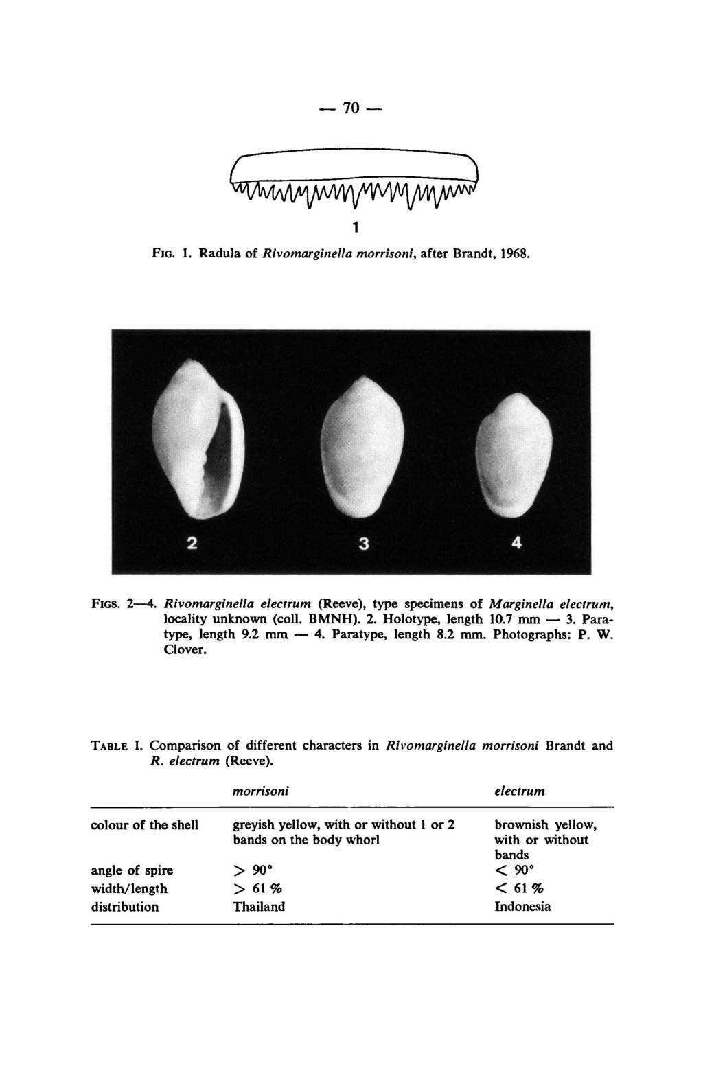 70 FIG. 1. Radula of Rivomarginella morrisoni, after Brandt, 1968. FIGS. 2 4. Rivomarginella electrum locality unknown (coll. (Reeve), type specimens of Marginella electrum, BMNH). 2. Holotype, length 10.