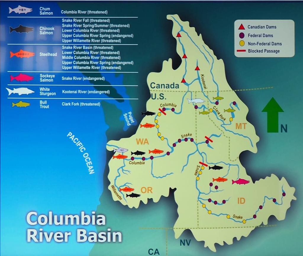 Snake River, 1995-2010 At risk fish