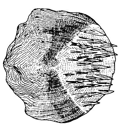 Synonyms : Lionurus (Nezumia) orbitalis -- Gilbert & Hubbs, 1916; Nezumia orbitalis -- Makushok, 1967 FAO Names : En - Spectacled grenadier. (from Iwamoto, 1979) Fig.