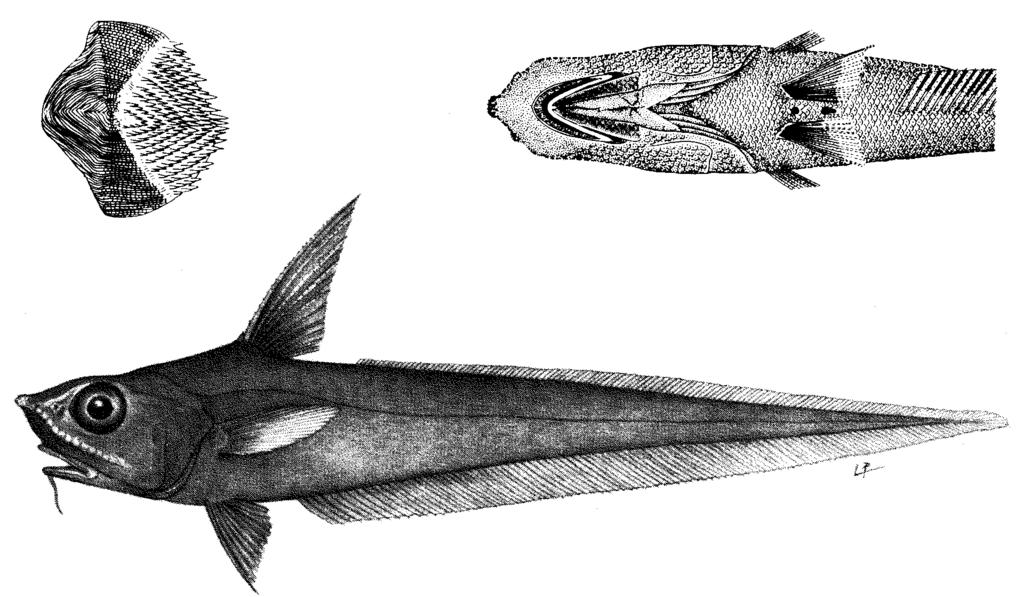 281 Local Names : USA: Kaiwi Channel grenadier. Literature : Gilbert (1905); lwamoto (in Smith & Heemstra, 1986) Remarks : This species is close to N. condylura from Japan.