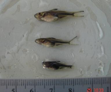 This further suggests that supplementing SP in the feed for this species of fish can have a significant benefit in their reproduction.