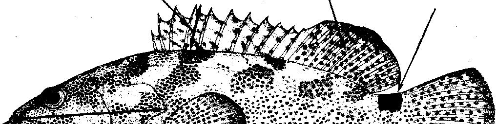 6 times in head length 16-18 dorsal-fin rays serraeat corner of serrae at corner of pre- opercle distinctly enlarged serrae at corner of pre- preopercle opercle slightly enlarged distinctly enlarged