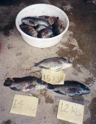 ! Use of Tilapia for Green Water in Shrimp Culture!