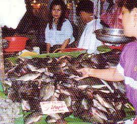Introduction! Tilapia Production in the Philippines! Tilapia is second most important cultured fish next to milkfish.