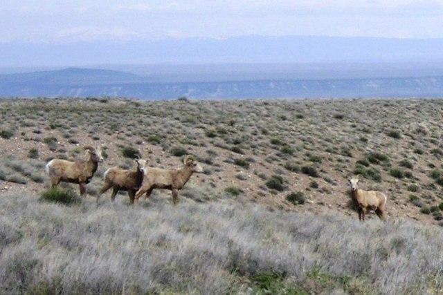 I ve found the Owyhee s to be a great place to hike in the spring. One of the highlights was seeing Bighorn Sheep, Antelope & Mule Deer all on the same hike.