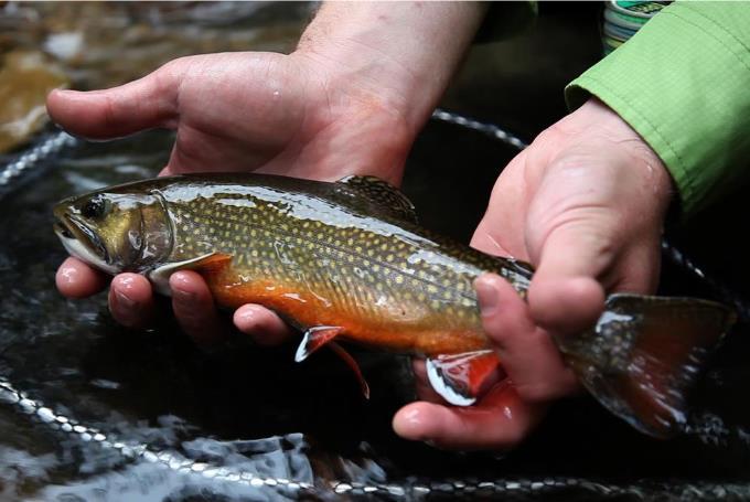 Through the Chesapeake Bay Watershed Agreement, the Chesapeake Bay Program has committed to Goal: Brook Trout Outcome Outcome: Restore and