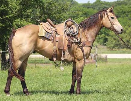 Time Eternal Dixie Big, stout buckskin gelding that is gentle for anyone.