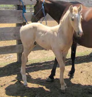 Tambordash Bar D Quixote Doll Lil Sand Doll Smart Lil Highbrow Sand Poco Hamlet is a showoff. This red roan colt shows good muscle and a kind attitude. He wants to be noticed.