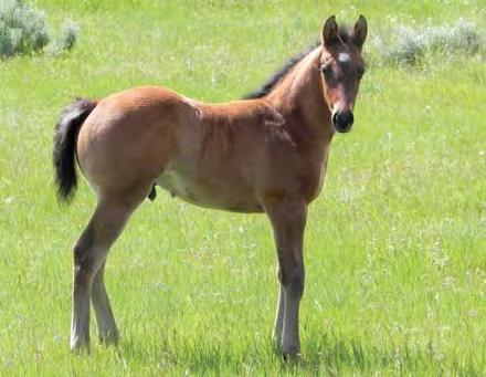 24 Romeo White Feathers Badlands Dash V Ann 26 Lot 25 PBR Seco Bart RL Angle Feathers DOWN AND OUT FEATHER 2016 Palomino Stud Colt DNS ANGEL BUCK 2016 Buckskin Stud Colt Frenchmans Guy Time For