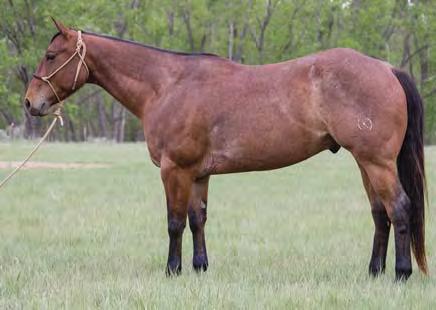 he is an athletic, stout-made grullo gelding. You will look long and hard to find one like him.