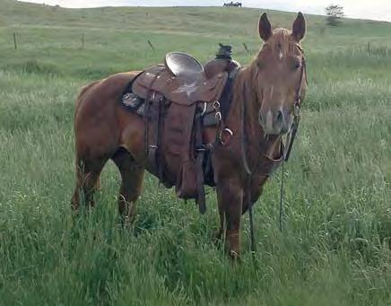 Six-year-old boy rides him in the Badlands.