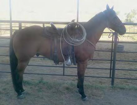 43 Kings Breezy Doc KINGS ALI DOC 2009 Buckskin Gelding Ima Double Tough Too Kings Centava Breeze Double Tough Doc Mighty Ms Pine Forty Two King Miss Centava