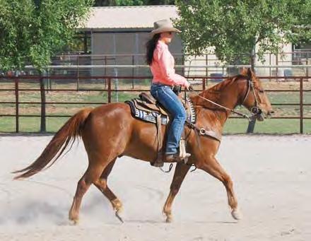 not only has been used in the yards, but has been cowboyed off of extensively on the ranch, including working the branding fire.