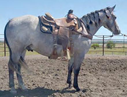 One of the nicest horses I have ever offered for sale. He s a complete gentleman and pretty with a blue, steel-grey color.