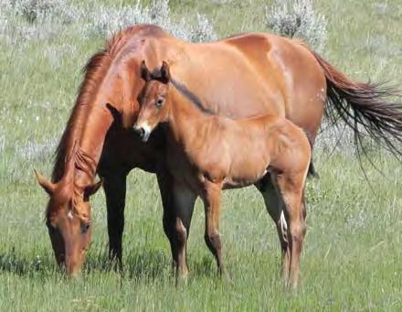 Hank has a Badlands mama which means we owned his granddam and have had a couple full sisters which were nice fillies.