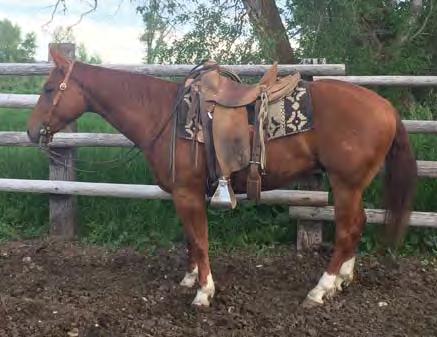 gelding we raised and rode. He stands 15.1 H, has good conformation and a disposition that s very easy to get along with.