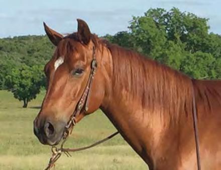 Wily is laid back and wants to be your friend. Every ranch needs a horse like Wily around.
