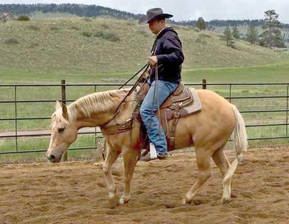 79 PD GOLDEN CAT 2011 Palomino Gelding High Brow Hickory High Brow Cat Smart Little Kitty Palo Duro Cat Shania Cee Peppys Boy 895 Lynx Melody Freckles Playboy Little Trona Trona