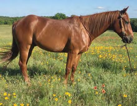 Athletic and able to do anything asked, will go as fast or as slow as you want him to. Has a nice start on the barrels and heels, ready to finish in any direction.