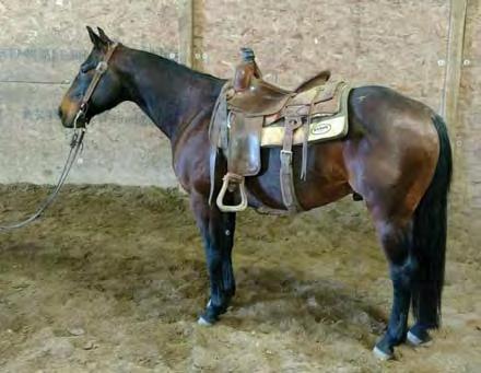 He is ridden by a 9-year-old boy, has drug lots of calves to the fire, been ridden in the Badlands, will go all day as hard as a big horse and keeps up with no problems.