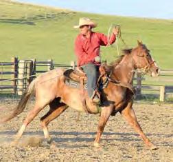 Chex LM SMART PEPTO GUY 2011 Red Roan Gelding