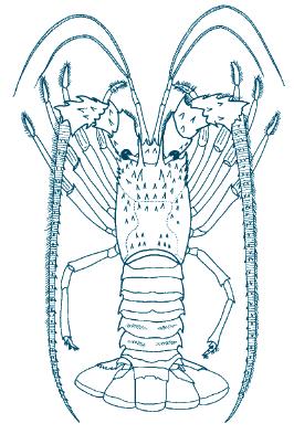 Lobsters 2 14 1 3 1. total length (mid-section beteween the eyes to tail) 2. carapace length (mid-section between the eyes to base of carapace cover) 3.